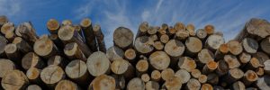 stack-of-cut-timber